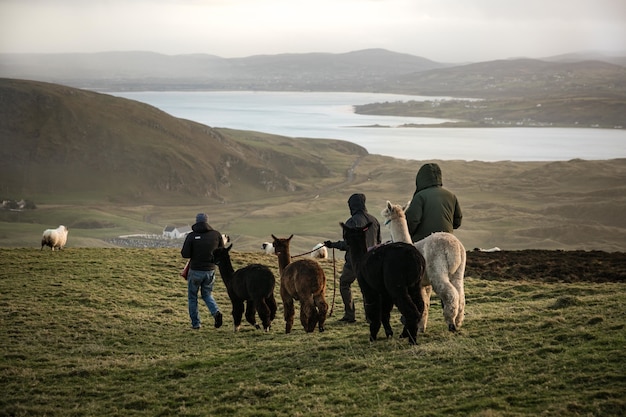 Free photo men walking llamas on the field with a lake and mountains
