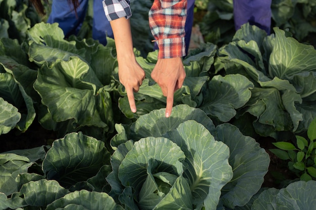 Men and women who are pointing to the cabbage flowers.