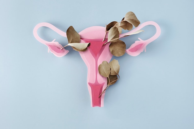 Menopause of the female reproductive system