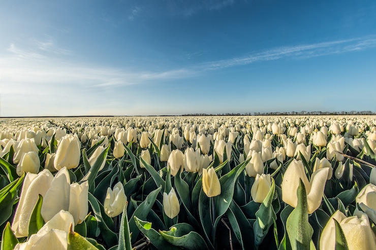 Free Photo mesmerizing high angle shot of a white tulip field under the sunlight