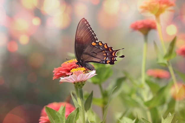 ピンクの花に小さな黒いサティリウム蝶の魅惑的なマクロ画像