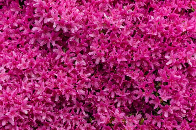 Завораживающая картина розовых цветов