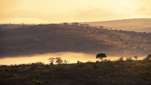 南アフリカのジャングルの魅惑的な風景