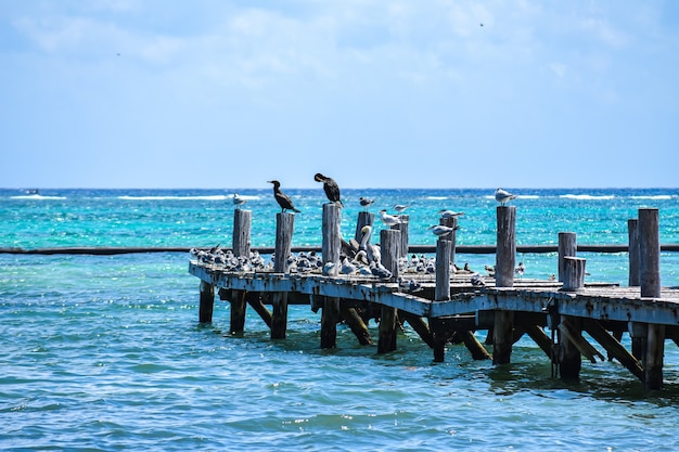 Foto gratuita scatto ipnotizzante di un bellissimo paesaggio marino con un molo in legno