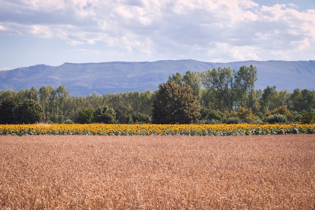 Завораживающий снимок красивого поля пшеницы и подсолнечника