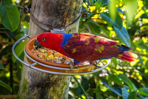 Завораживающий снимок красочного попугая в тропическом лесу