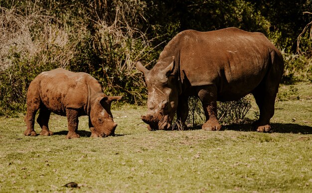Mesmerizing shot of rhinoceroses on the green grass at daytime