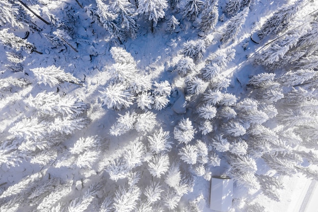 Mesmerizing view of beautiful snow-capped trees