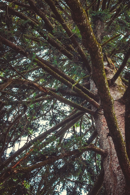 Foto gratuita vista affascinante dei rami di un albero spesso con l'azzurro del cielo sullo sfondo