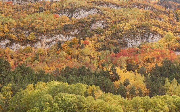Mesmerizing view of colorful trees on a rocky mountain in Autumn in Spain