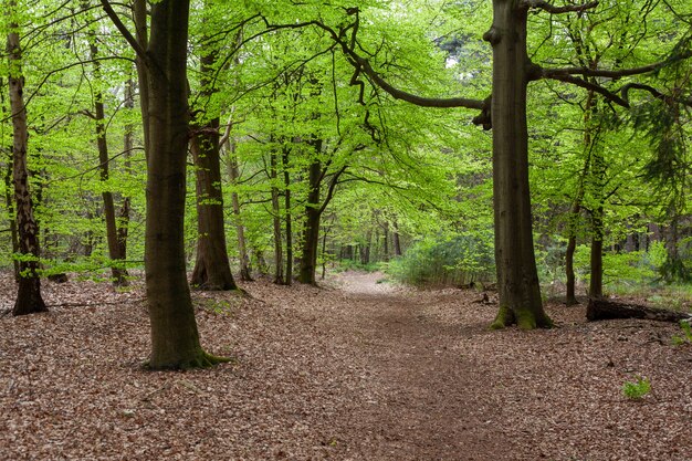 Mesmerizing view of the forest near Zeist in The Netherlands with leaves on the ground