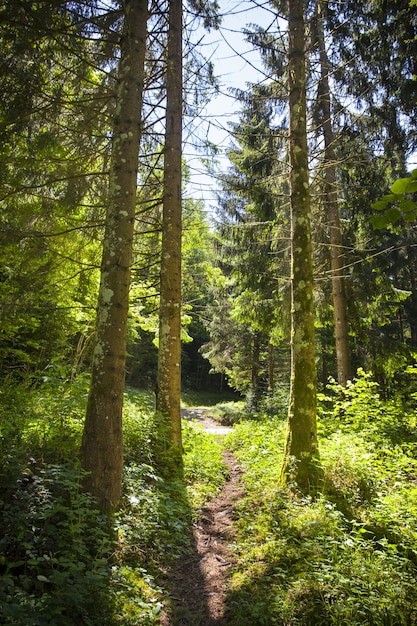 프랑스 Montanges의 화창한 날 숲의 매혹적인 전망