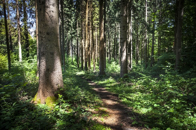 Завораживающий вид на лес в солнечный день в Монтанже, Франция