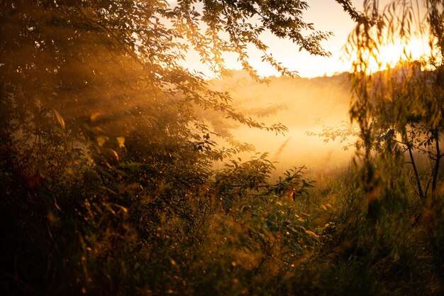 Завораживающий вид на золотое солнце, сияющее сквозь красивые ивы в лесу.