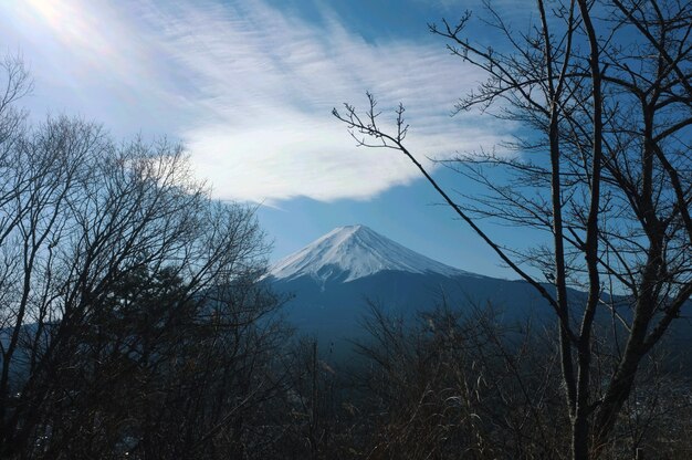 전경에 나무가 우거진 푸른 하늘 아래 후지산의 환상적인 전망