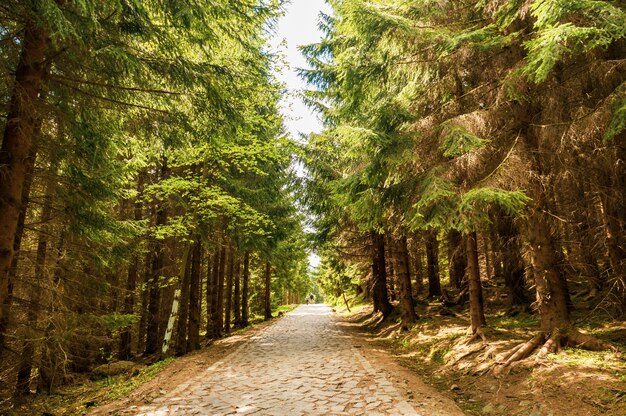 Mesmerizing view of the pathway surrounded by trees in the park on a sunny day