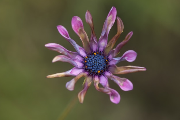 フィールドの紫色のアフリカンデイジーの花の魅惑的な景色-背景に最適