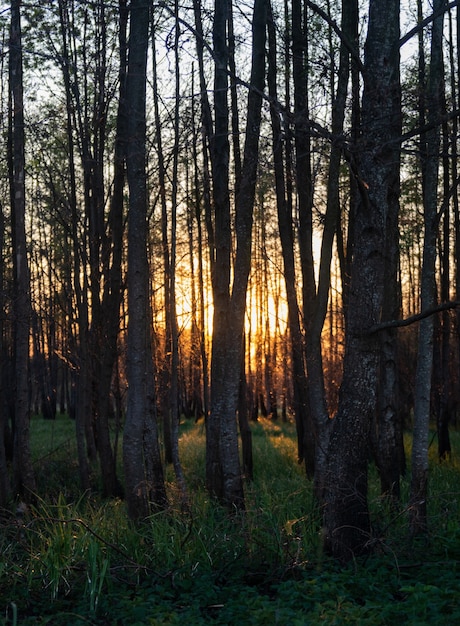 Завораживающий вид на высокие деревья и траву в лесу во время заката.