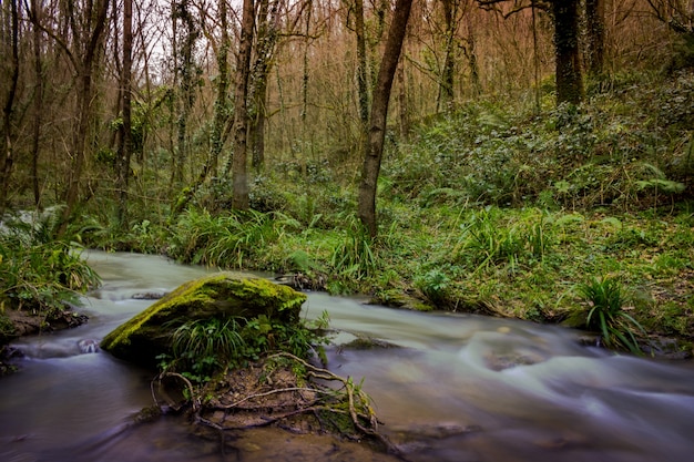 Foto gratuita vista affascinante del ruscello d'acqua nella foresta circondata da erba e alberi