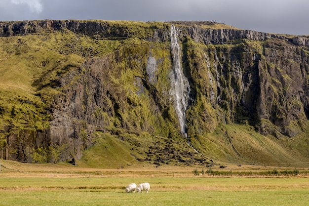 Mesmerizing view of the waterfall with sheep grazing in the foreground in Iceland