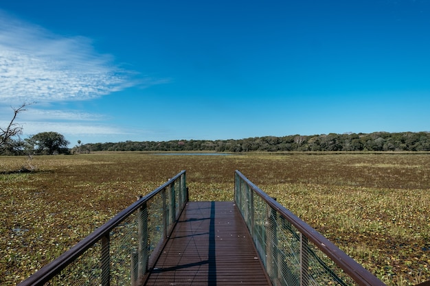 Metal bridge near a dirty marsh surrounded by beautiful greenery