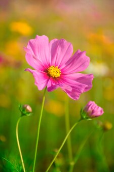 青い空とコスモスの花畑 春の花の季節に咲くコスモスの花畑 プレミアム写真 青い空とコスモスの花畑 春の花の季節に咲くコスモスの花畑 プレミアム写真