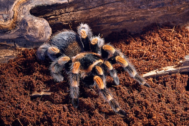 Mexican red knee tarantula