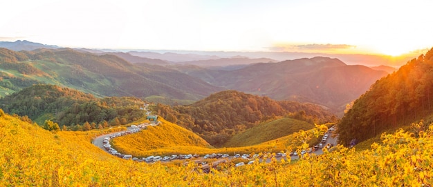 Free photo mexican sunflower field panorama