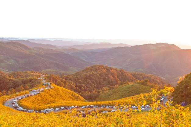 Foto gratuita campo di girasole messicano