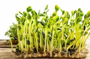 Free photo micro greens. germinated sunflower seeds, close up.