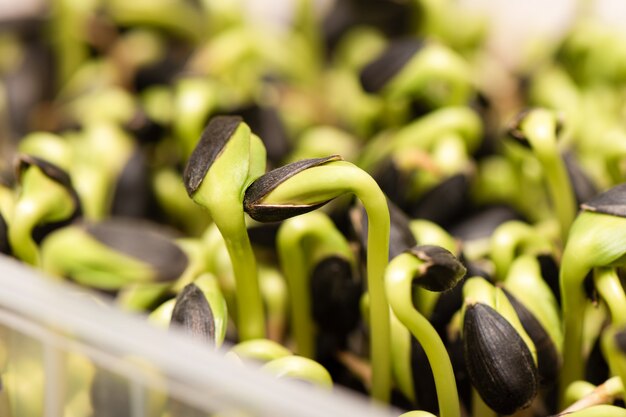 Micro greens. Germinated sunflower seeds, close up.