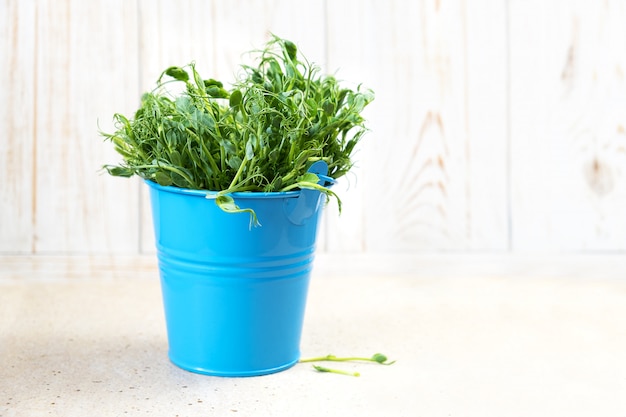 Micro verdi. neve pea sprouts tagliata e pronta per essere mangiata