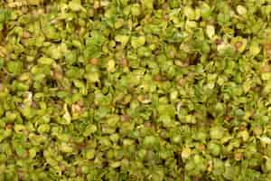 Free photo micro greens. sprouted mustard seeds on linen mat as a background.