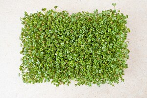 Бесплатное фото Микро зелень. проросшие семена горчицы на столе. вид сверху.