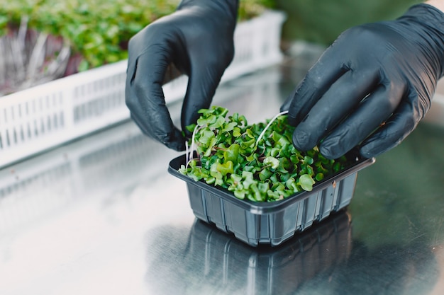 無料写真 男性の手にマイクログリーンコランダムコリアンダーの芽。生の芽、マイクログリーン、健康的な食事のコンセプト。男は箱に詰める。