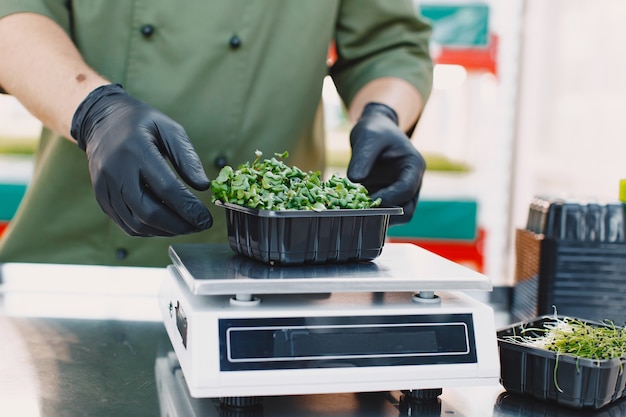 Foto gratuita microgreen corindone coriandolo germogli in mani maschili. germogli crudi, microgreens, concetto di mangiare sano. l'uomo confeziona in scatole.