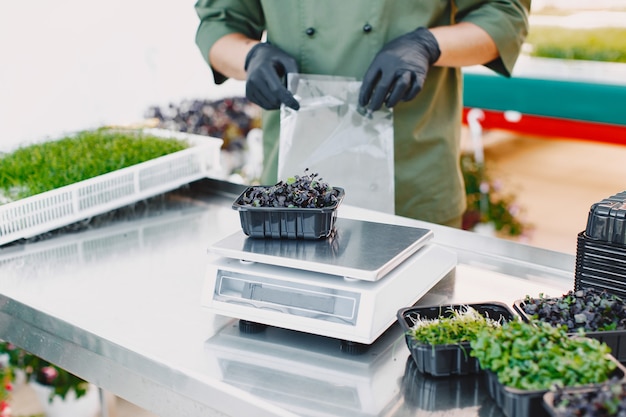 Microgreen 커런덤 고수풀은 남성의 손에 싹이납니다. 생 콩나물, 마이크로 그린, 건강한 식생활 개념. 남자는 상자에 포장합니다.