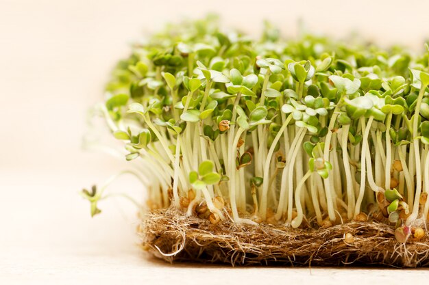 Microgreen. Sprouted mustard seeds on linen mat close up