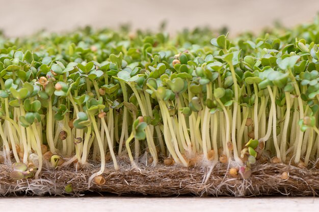 Microgreen. Sprouted mustard seeds on linen mat close up