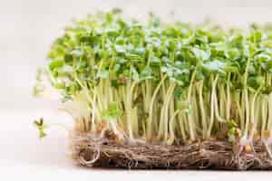Free photo microgreen. sprouted mustard seeds on linen mat close up
