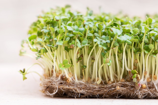 Microgreen. Sprouted mustard seeds on linen mat close up