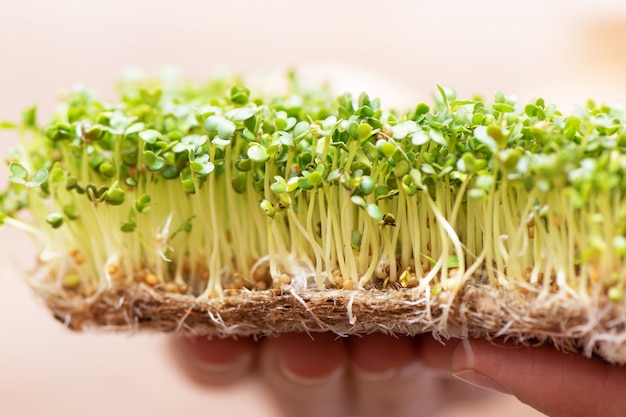 Microgreen. Sprouted mustard seeds on linen mat in female hands.