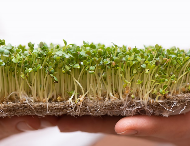 Microgreen. Sprouted mustard seeds on linen mat in female hands.