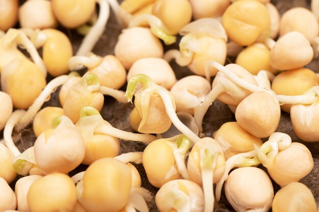 Microgreens. Growing sprouted peas close up view.