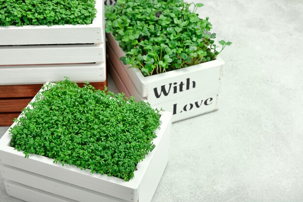 Microgreens in white wooden boxes Premium Photo