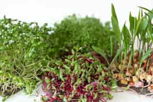 Бесплатное фото Микрозелень с семенами и корнями прорастание микрозелени