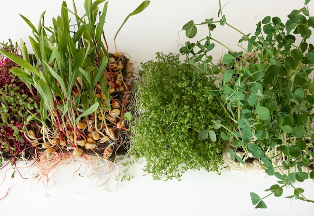 Бесплатное фото Микрозелень с семенами и корнями прорастание микрозелени