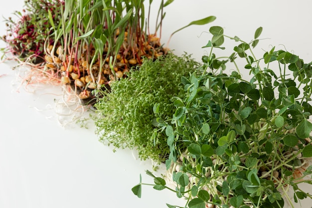 Foto gratuita microgreens con germinazione di semi e radici di microgreens