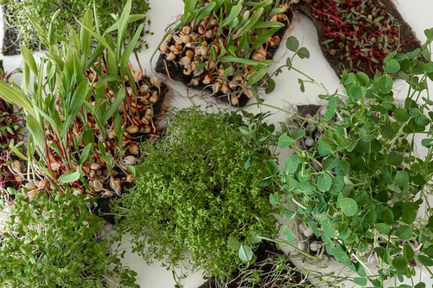 Foto gratuita microgreens con germinazione di semi e radici di microgreens