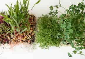 Foto gratuita microgreens con germinazione di semi e radici di microgreens